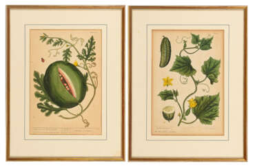BLACKWELL, Elizabeth (1700 Aberdeen - 1758 London). 2 botanische Illustrationen: "Garden Cucumber" u
