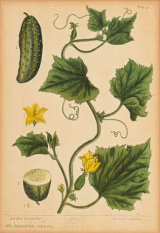 BLACKWELL, Elizabeth (1700 Aberdeen - 1758 London). 2 botanische Illustrationen: "Garden Cucumber" u - photo 3