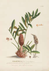 EHRET, Georg Dionysius (1708 Heidelberg - 1770 Chelsea). Botanische Illustration "Palmifolia".