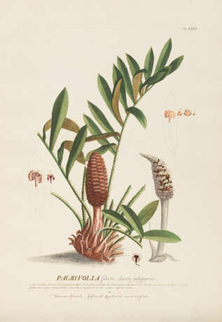 EHRET, Georg Dionysius (1708 Heidelberg - 1770 Chelsea). Botanische Illustration "Palmifolia". - фото 1