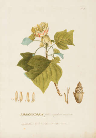EHRET, Georg Dionysius (1708 Heidelberg - 1770 Chelsea). Botanische Illustration "Liriodendrvm". - фото 1