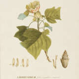 EHRET, Georg Dionysius (1708 Heidelberg - 1770 Chelsea). Botanische Illustration "Liriodendrvm". - photo 1