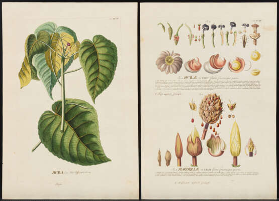 EHRET, Georg Dionysius (1708 Heidelberg - 1770 Chelsea). 2 botanische Illustrationen "Hvra" und "Mag - Foto 1