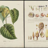 EHRET, Georg Dionysius (1708 Heidelberg - 1770 Chelsea). 2 botanische Illustrationen "Hvra" und "Mag - фото 1