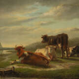 Kühe auf der Weide - Foto 1