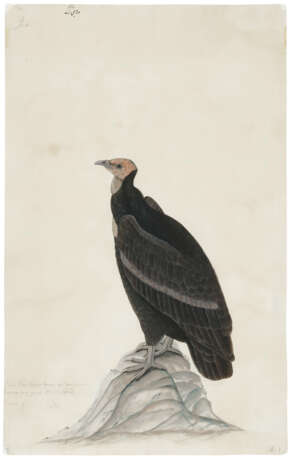 AN INDIAN VULTURE - Foto 1