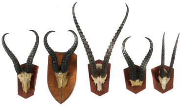 5 Jagdtrophäen auf Holzbrettern montierte in Größe und Form variierende Gehörne von afrikanischen Springböcken