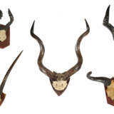 5 Jagdtrophäen auf Holzbrettern montierte in Größe und Form variierende Gehörne von afrikanischen Springböcken - фото 1