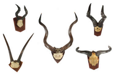 5 Jagdtrophäen auf Holzbrettern montierte in Größe und Form variierende Gehörne von afrikanischen Springböcken