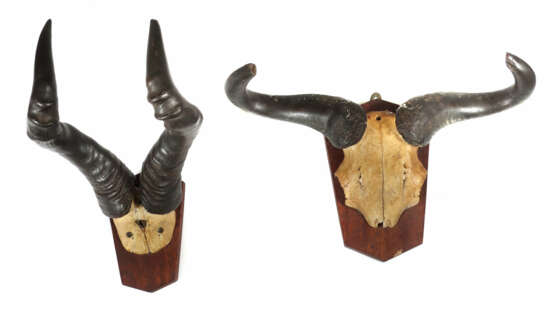 5 Jagdtrophäen auf Holzbrettern montierte in Größe und Form variierende Gehörne von afrikanischen Springböcken - Foto 4