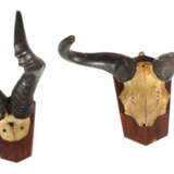 5 Jagdtrophäen auf Holzbrettern montierte in Größe und Form variierende Gehörne von afrikanischen Springböcken - фото 4