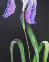 Night iris Night iris