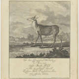 Johann Elias Ridinger - Tier- und Wilddarstellungen - фото 3