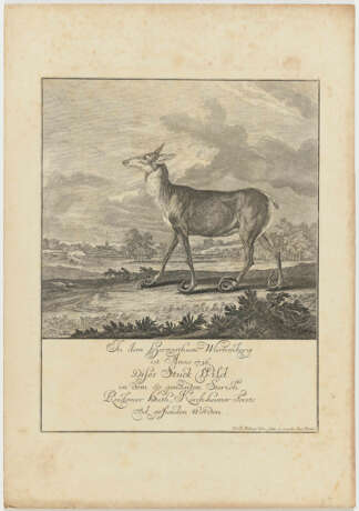 Johann Elias Ridinger - Tier- und Wilddarstellungen - фото 3