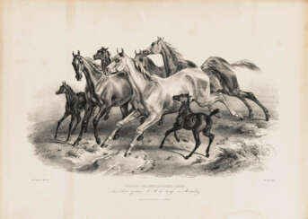 Julius I Adam, u. a. - ''Pferde orientalischer Race...'' - ''Pferde orientalischer Race...'' - ''Pascha...'' - ''Adam''