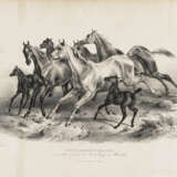 Julius I Adam, u. a. - ''Pferde orientalischer Race...'' - ''Pferde orientalischer Race...'' - ''Pascha...'' - ''Adam'' - Foto 1
