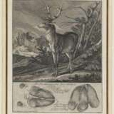 Johann Elias Ridinger - ''Spuhr oder Faehrte eines Rehe Bocks'' - ''Wilde Schweins Spur oder Sau Faehrte'' u. a. - photo 2