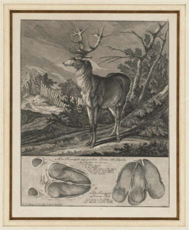Johann Elias Ridinger - ''Spuhr oder Faehrte eines Rehe Bocks'' - ''Wilde Schweins Spur oder Sau Faehrte'' u. a. - фото 2
