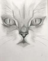 Глаза кошки Глаза кошки