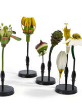 Set of four anatomical plant models