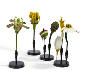 Set of four anatomical plant models