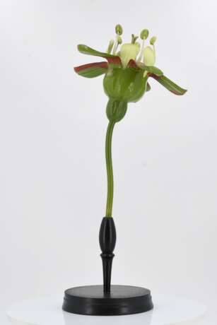 Set of four anatomical plant models - Foto 5