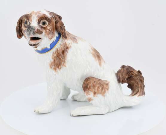 Spaniel - Foto 2