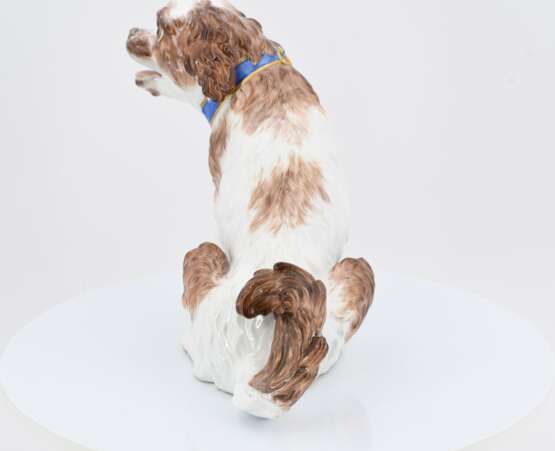 Spaniel - Foto 3