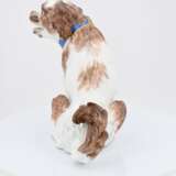 Spaniel - Foto 3