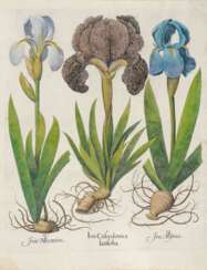 BESLER, BASILIUS. Iris Calcedonica - Caryophyllus indicus - Narcissus maior