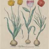 BESLER, BASILIUS. Tulipa Miniata plena flor - Fritillaria pyrenaea obsoleto luteo colore - Foto 1