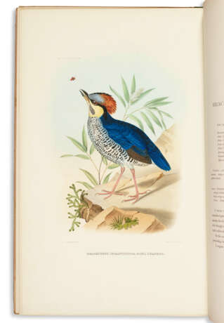 A Monograph of the Pittidae - photo 2
