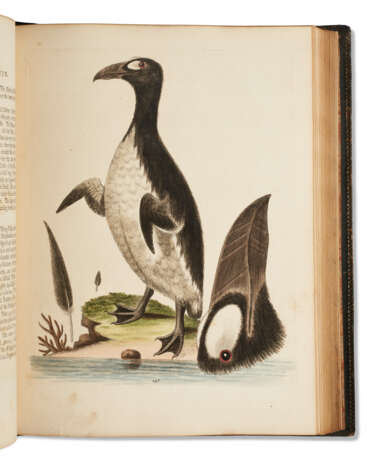 A Natural History of Uncommon Birds - photo 2