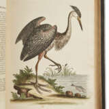 A Natural History of Uncommon Birds - photo 3