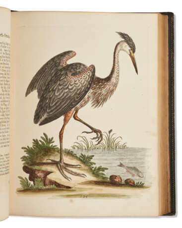 A Natural History of Uncommon Birds - Foto 3