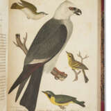 American Ornithology - photo 2