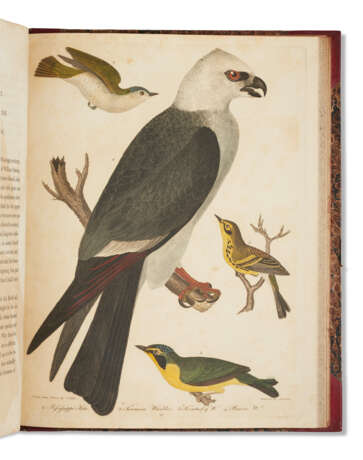 American Ornithology - photo 2