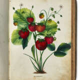 The Colored Fruit Book, for the use of Nurseryman - Foto 1