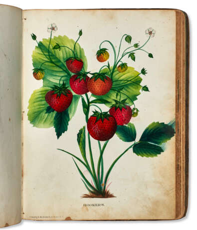 The Colored Fruit Book, for the use of Nurseryman - photo 1