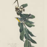 Yellow Throat Warbler - Foto 1