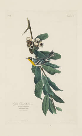Yellow Throat Warbler - photo 1