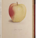 Fruits and Fruit Trees of America - photo 1