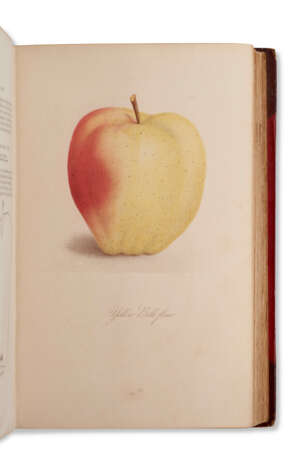 Fruits and Fruit Trees of America - Foto 1