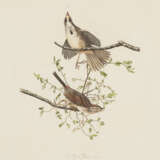 Song Sparrow - Foto 1