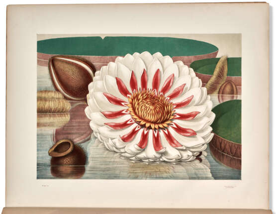 Victoria Regia; or The Great Water Lily of America - photo 1