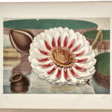 Victoria Regia; or The Great Water Lily of America - photo 1