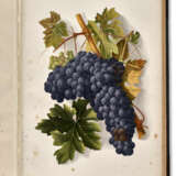 Grapes and Grape Vines of California - Foto 1