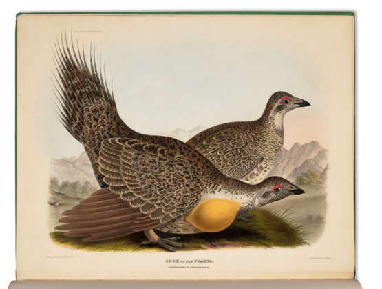 Monograph on grouse - photo 1