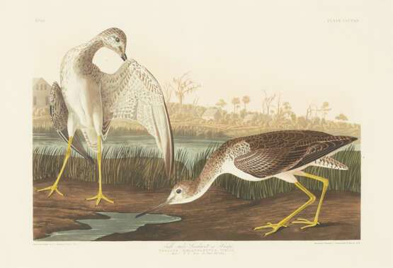 Tell-tale Godwit or Snipe (i.e. Greater Yellowlegs) - Foto 1