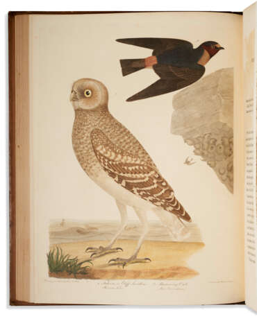American Ornithology - Foto 1